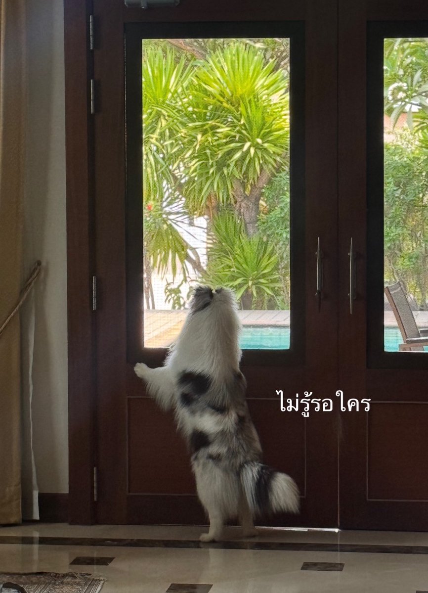 น้องไฟเลี้ยว tweet media