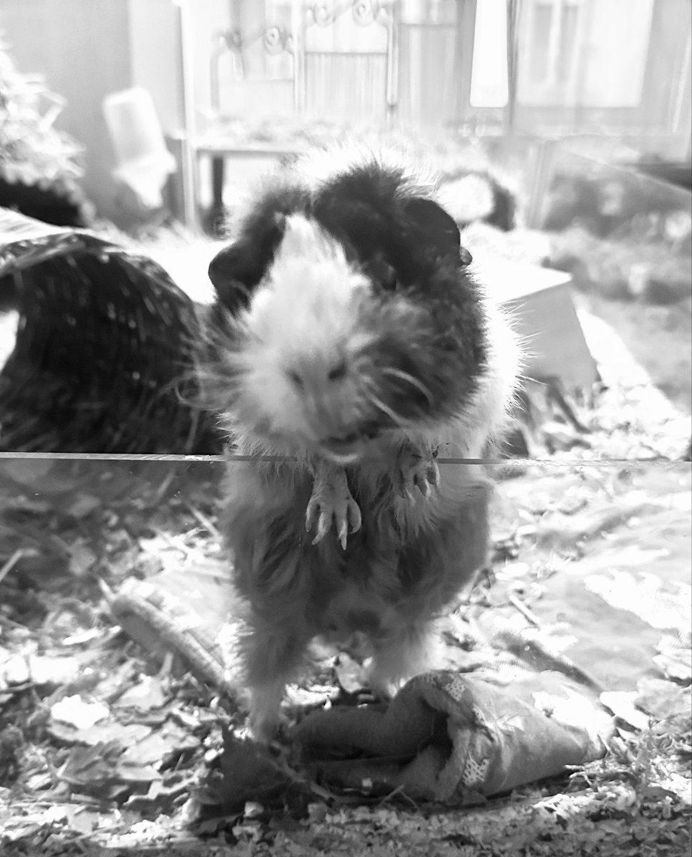 Anna Rebella, the woman, the myth, the legend tweet media