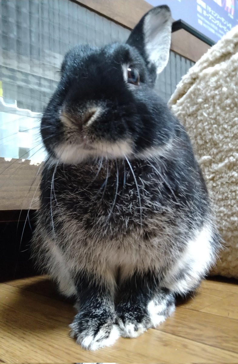 ウサギ大好き tweet media