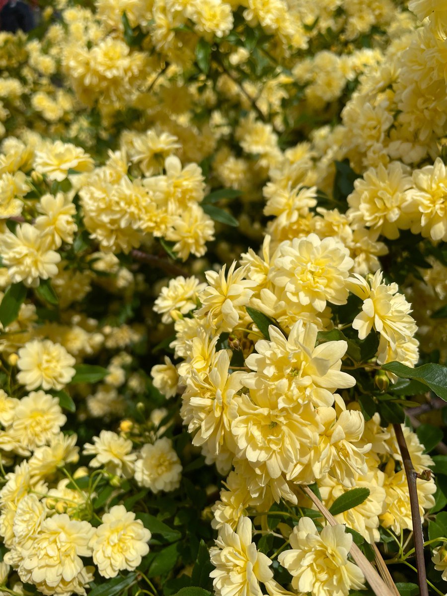 Image for the Tweet beginning: #デイトラ #独サポ #Web制作

XDカンプのコーディングを予習💡
独サポチームMTGは終わってしまったけど、隔週でMTG🙆‍♀️
頑張っている方がいると励みになる💪🏼🔥

ERI（@eri_webdesigner ）さんとおしゃべり会のはずが、いつのまにかWordPress講座に😂
知りたかったことをたくさん学べて感謝です🥹🙏🏻 