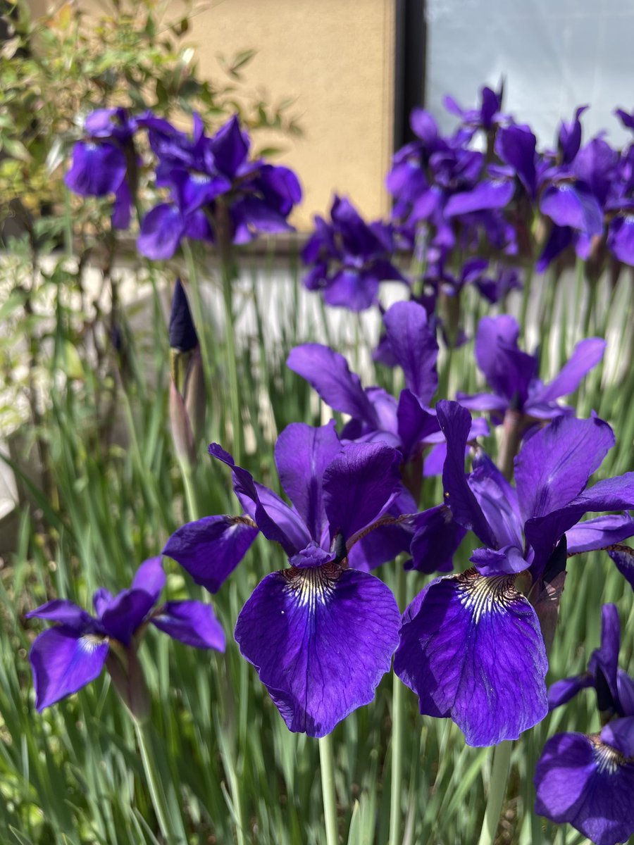 Image for the Tweet beginning: #デイトラ #独サポ #Web制作

XDカンプのコーディングを予習💡
独サポチームMTGは終わってしまったけど、隔週でMTG🙆‍♀️
頑張っている方がいると励みになる💪🏼🔥

ERI（@eri_webdesigner ）さんとおしゃべり会のはずが、いつのまにかWordPress講座に😂
知りたかったことをたくさん学べて感謝です🥹🙏🏻 