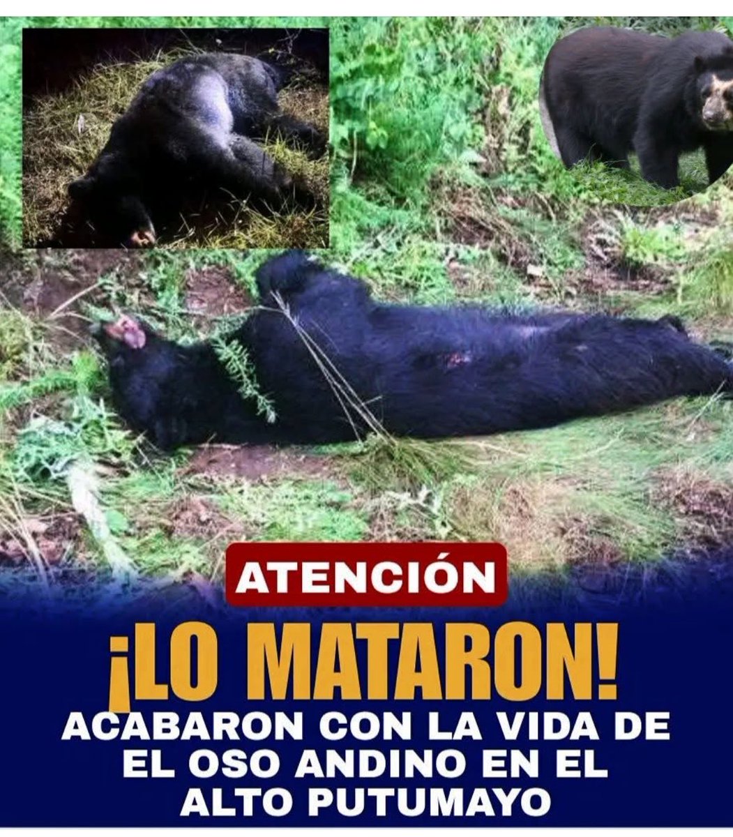No me juzguen por lo que voy a decir, pero no entiendo este país. Lo juro, no lo entiendo.😭😭

Acá asesinan Osos de Anteojos (son preciosos, son nuestros guardianes de los páramos); asesinan Jaguares (nuestra majestuosa Panthera Onca guardiana del corazón de la selva); asesinan