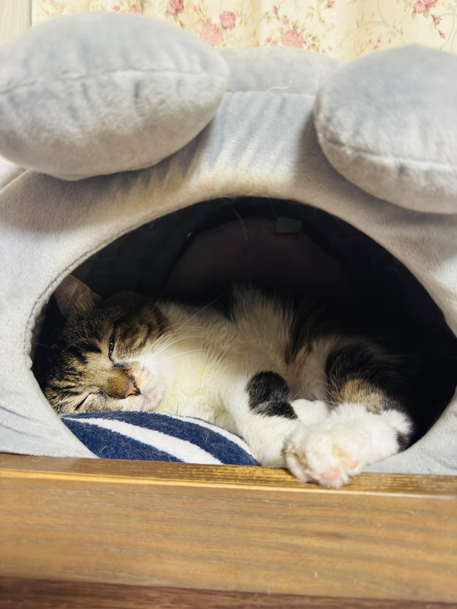 おーい！ようちゃん！
あれ😯？
今日は🐹こっちに入ってるにゃ！