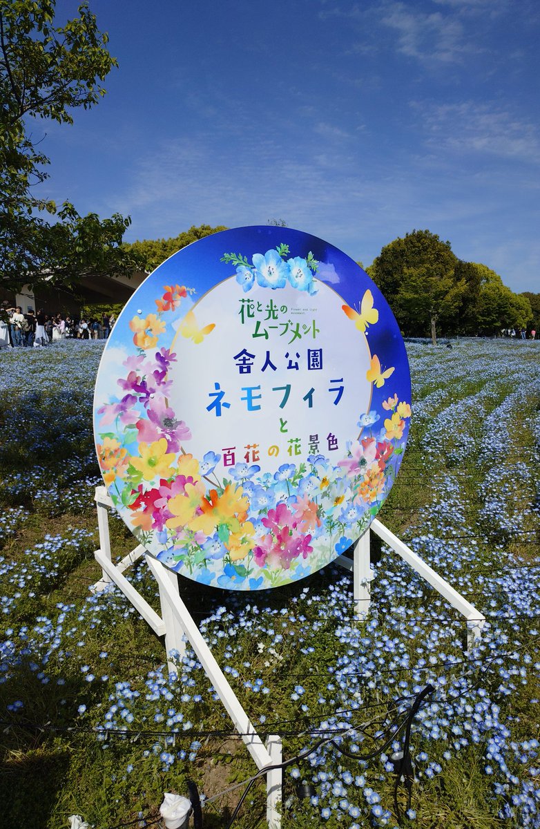 you13002's tweet image. 「風の歌聴きながら
　公園を散歩なをやかどう？」

舎人公園（足立区）

Sunday in the Park！

いい天気！ネモフィラを観に🛵💨
人出が凄いです

「快晴の空に」
#Saturday
#MrꓸChildren