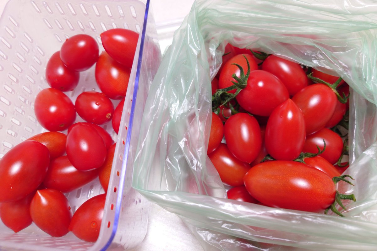 ねこじた tweet media