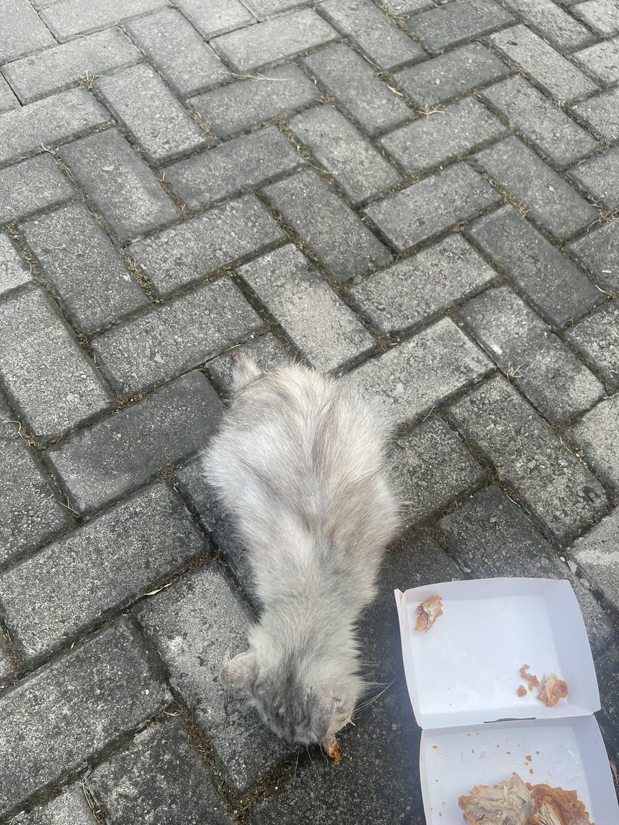 Primreose's tweet photo. help rt 

temen-temen SEMARANG, siapa tau ada yang kehilangan kucing atau mau bantu, ini pacarku ketemu kucing di BURGER KING MAJAPAHIT dengan kondisi ekornya putus. kebetulan pacarku cuma bisa kasi makan soalnya ini pacarku cuma berhenti buat makan siang (otw jkt naik bus) https://t.co/y1XuVWEaU2