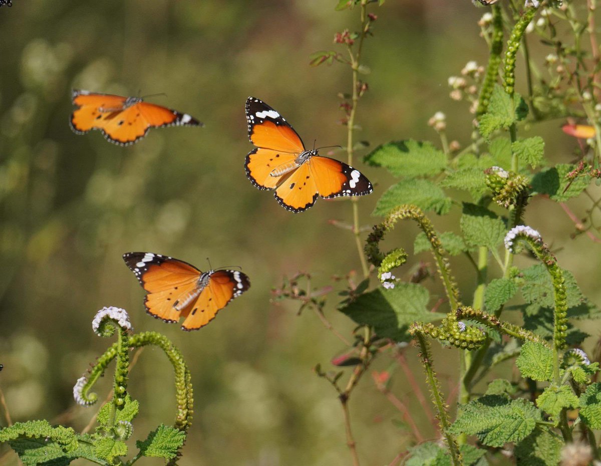 SantoshKumarBRS's tweet image. Weekly dose of my #Photography 📷 .

A splash of orange in motion 🦋
This week’s dose from my lens nature never misses.

Have a #HappySunday 😊.

#Birds 
#Nature 
#BirdWatching
#BirdPhotography