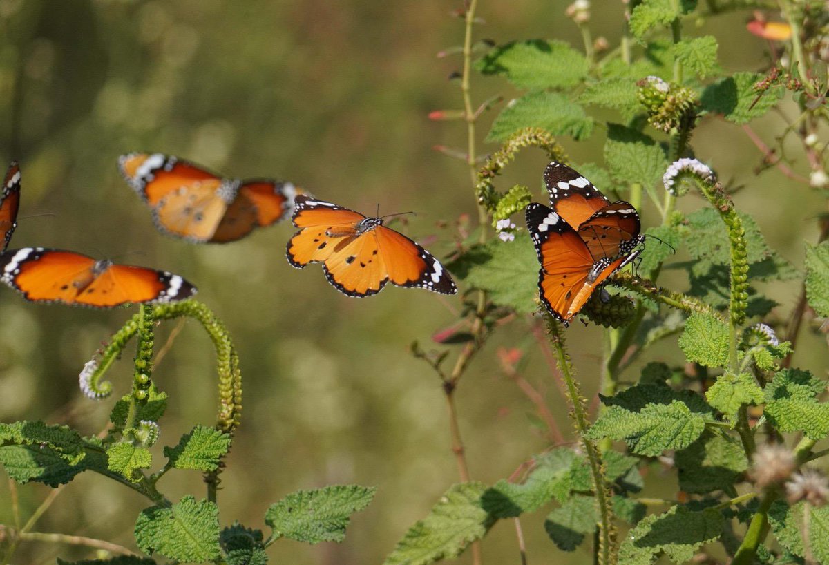 SantoshKumarBRS's tweet image. Weekly dose of my #Photography 📷 .

A splash of orange in motion 🦋
This week’s dose from my lens nature never misses.

Have a #HappySunday 😊.

#Birds 
#Nature 
#BirdWatching
#BirdPhotography
