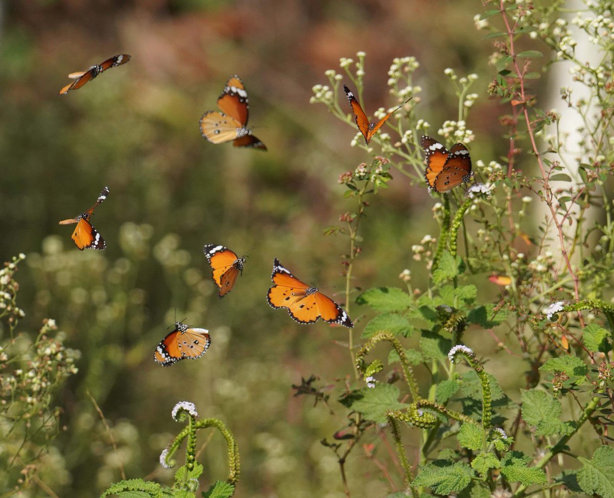 SantoshKumarBRS's tweet image. Weekly dose of my #Photography 📷 .

A splash of orange in motion 🦋
This week’s dose from my lens nature never misses.

Have a #HappySunday 😊.

#Birds 
#Nature 
#BirdWatching
#BirdPhotography