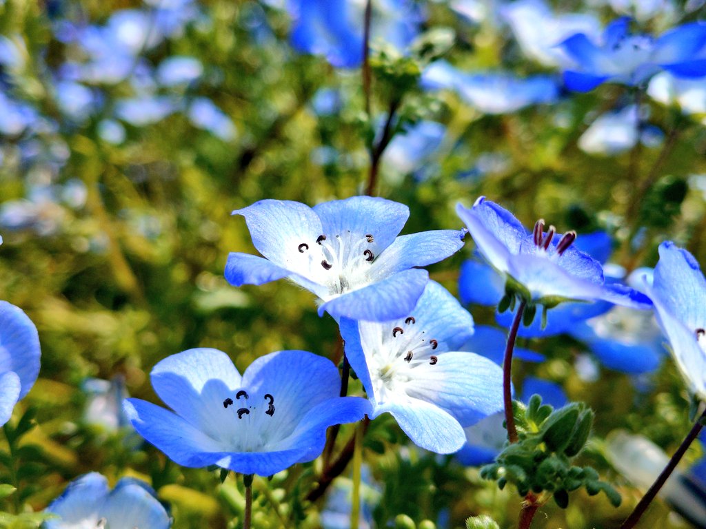 you13002's tweet image. 「風の歌聴きながら
　公園を散歩なをやかどう？」

舎人公園（足立区）

Sunday in the Park！

いい天気！ネモフィラを観に🛵💨
人出が凄いです

「快晴の空に」
#Saturday
#MrꓸChildren
