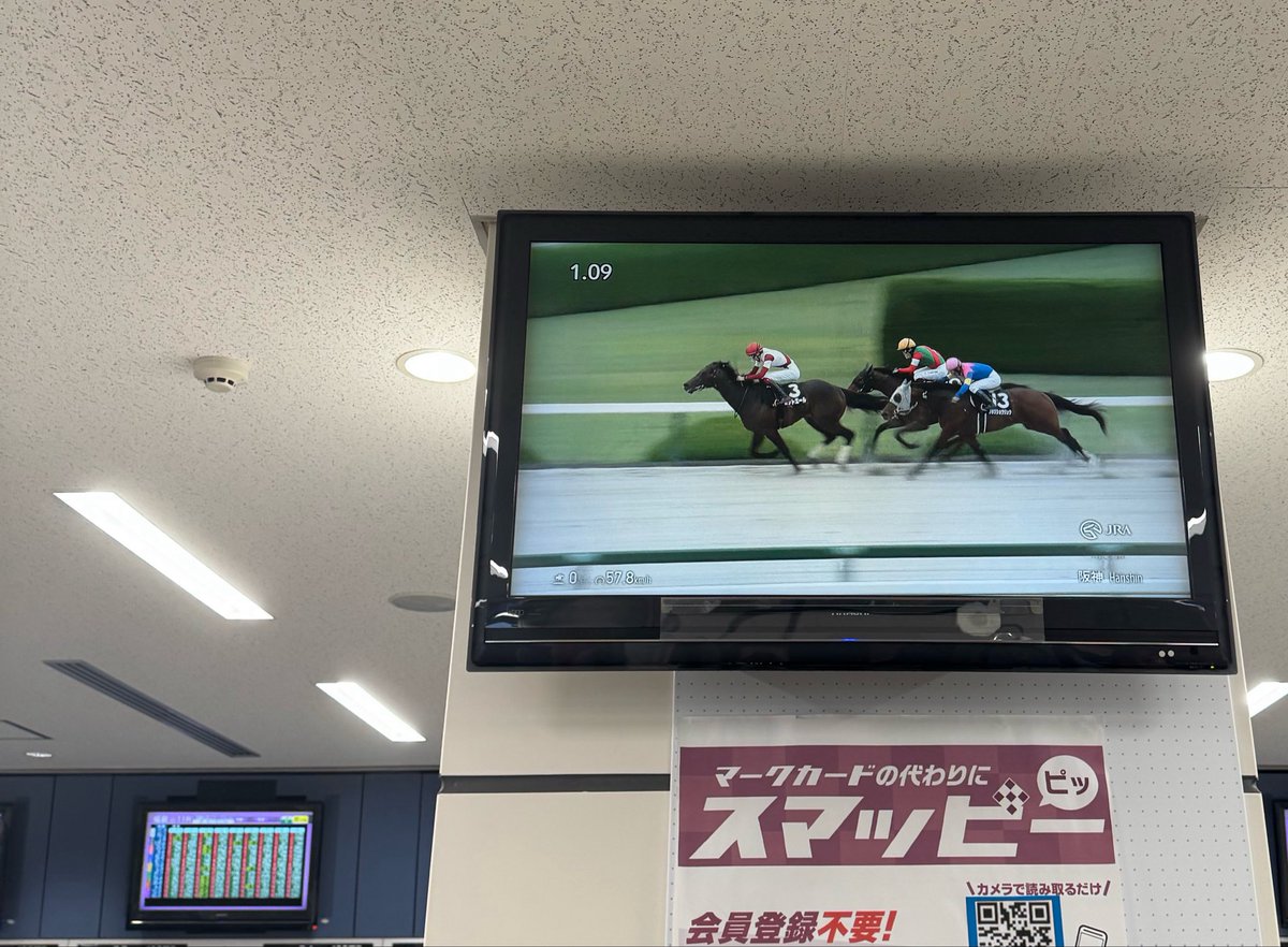 セロリ　　他の方は購入しないでください 安い。一頭くらい荒れてほしかった。