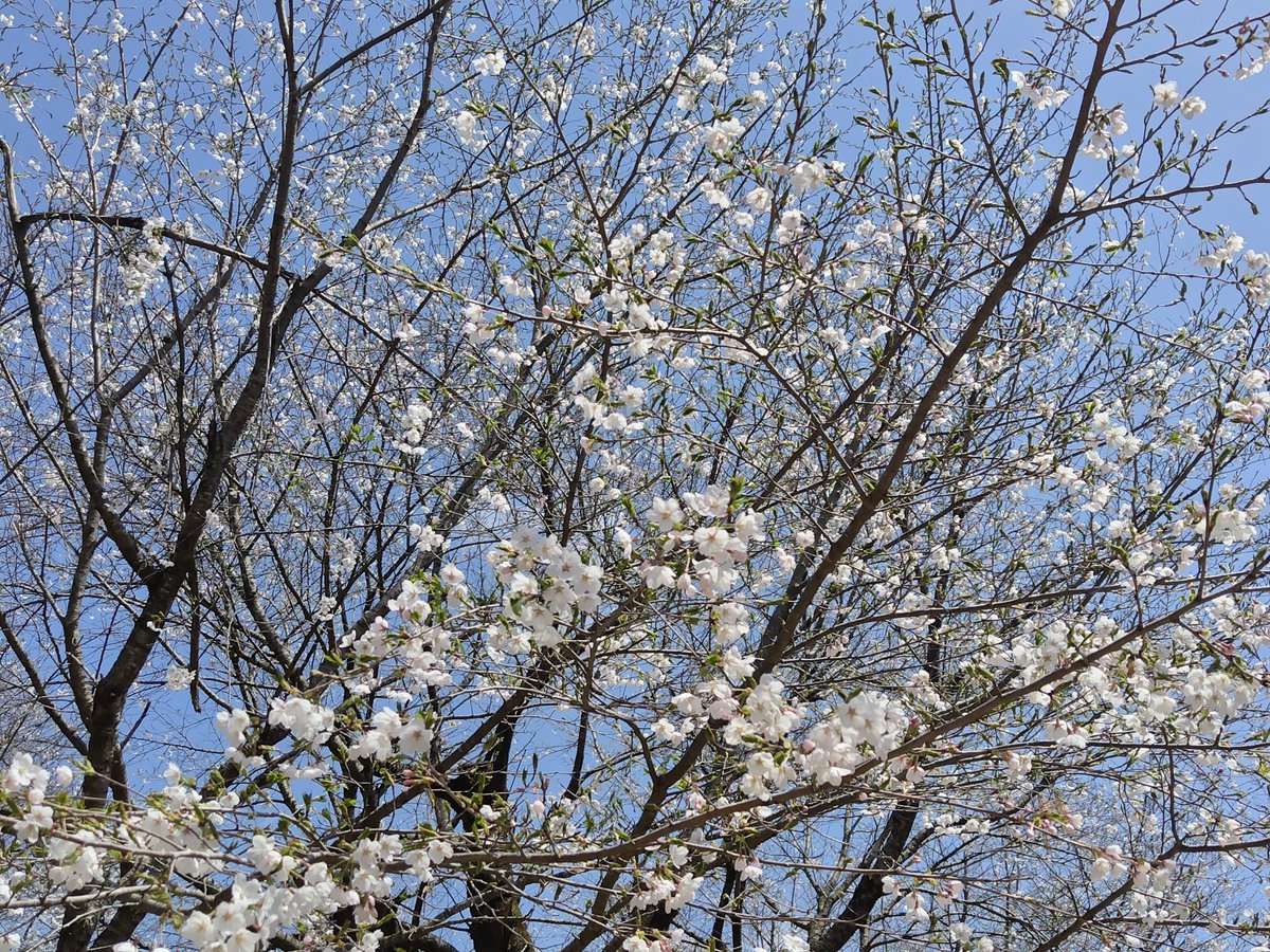 近所の桜がパラパラとしか咲いてなかったけど、公園のも葉が出始めてたから
満開になり切れないまま終わりそう