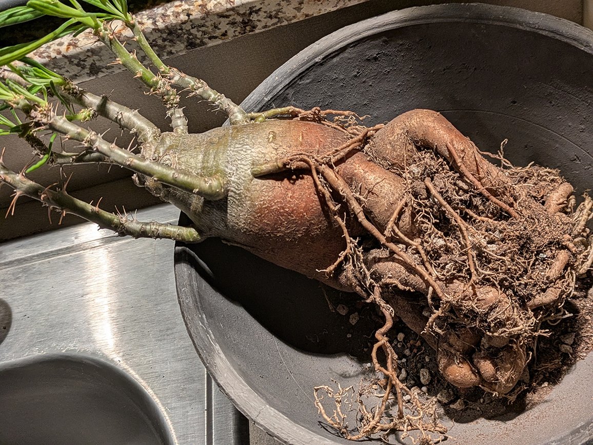 HansiSidhe's tweet image. A stork delivered me three beautiful babies. 

#plants