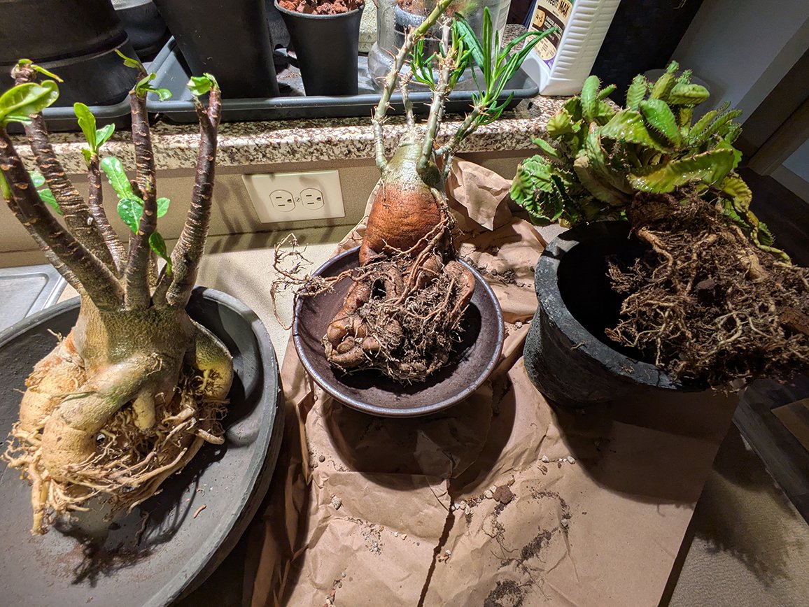 HansiSidhe's tweet image. A stork delivered me three beautiful babies. 

#plants