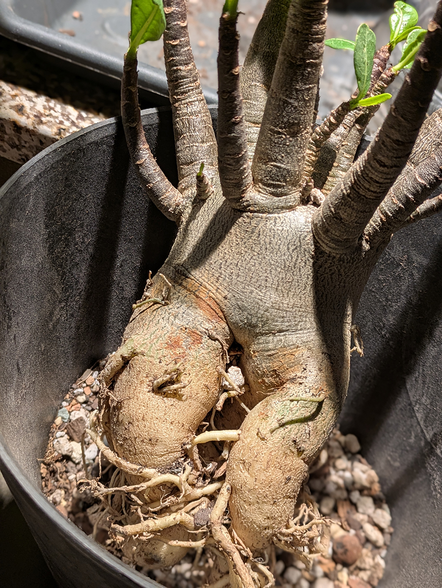 HansiSidhe's tweet image. A stork delivered me three beautiful babies. 

#plants