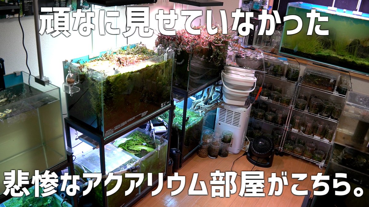 たそがれアクア tweet media