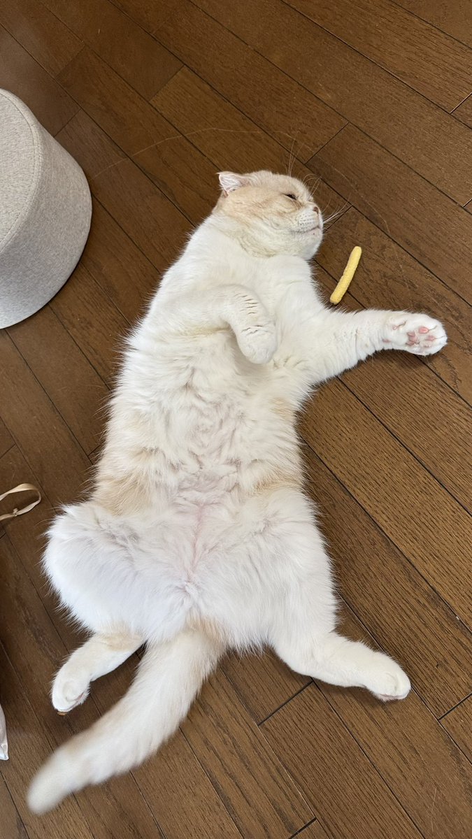 倒れてる🐈