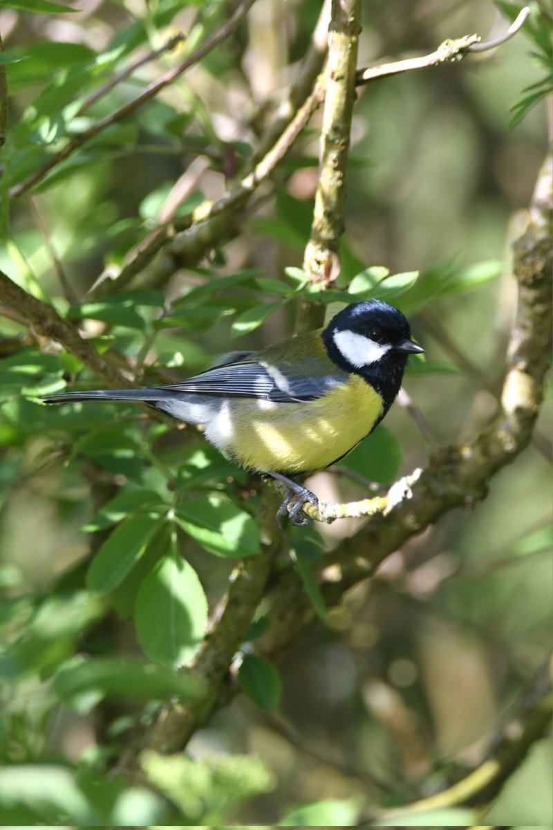 nealesmithworld's tweet image. Great-Tit 
Bude Cornwall 〓〓
#Bude #Cornwall 
#GreatTit