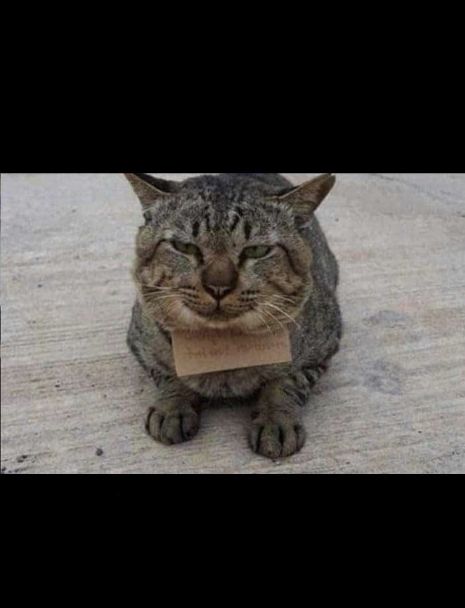 Dailymeow tweet media