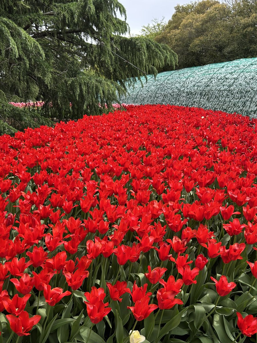 かんち＠握力おじさん。 tweet media