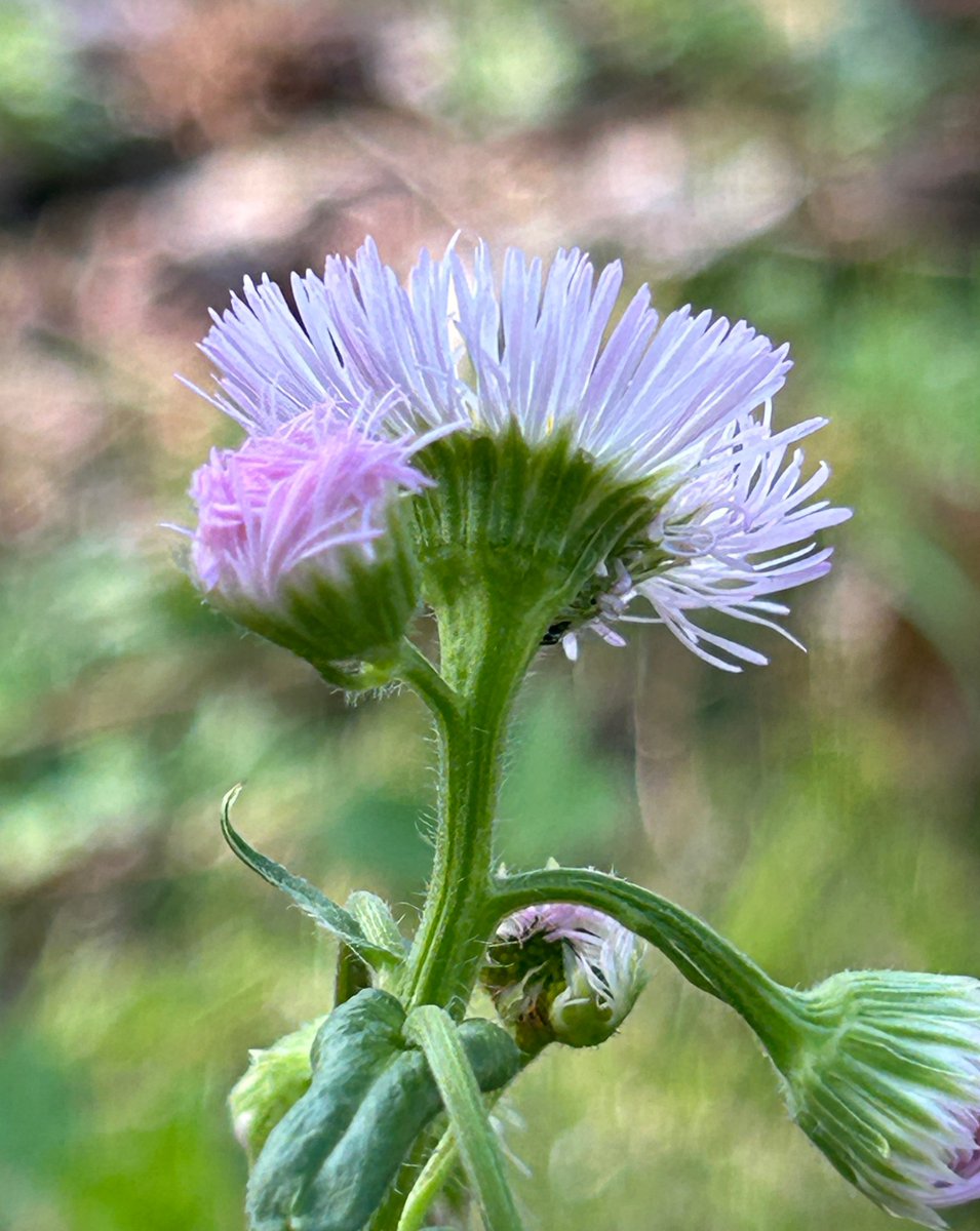 鵜田良江🎗 Yoshie Uda tweet media