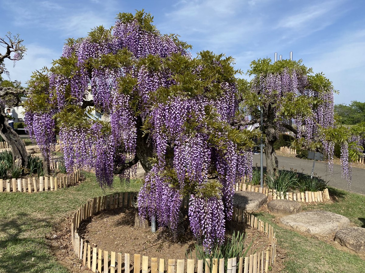 花火に行こう•運営（Sakai🐕Masahiro) tweet media