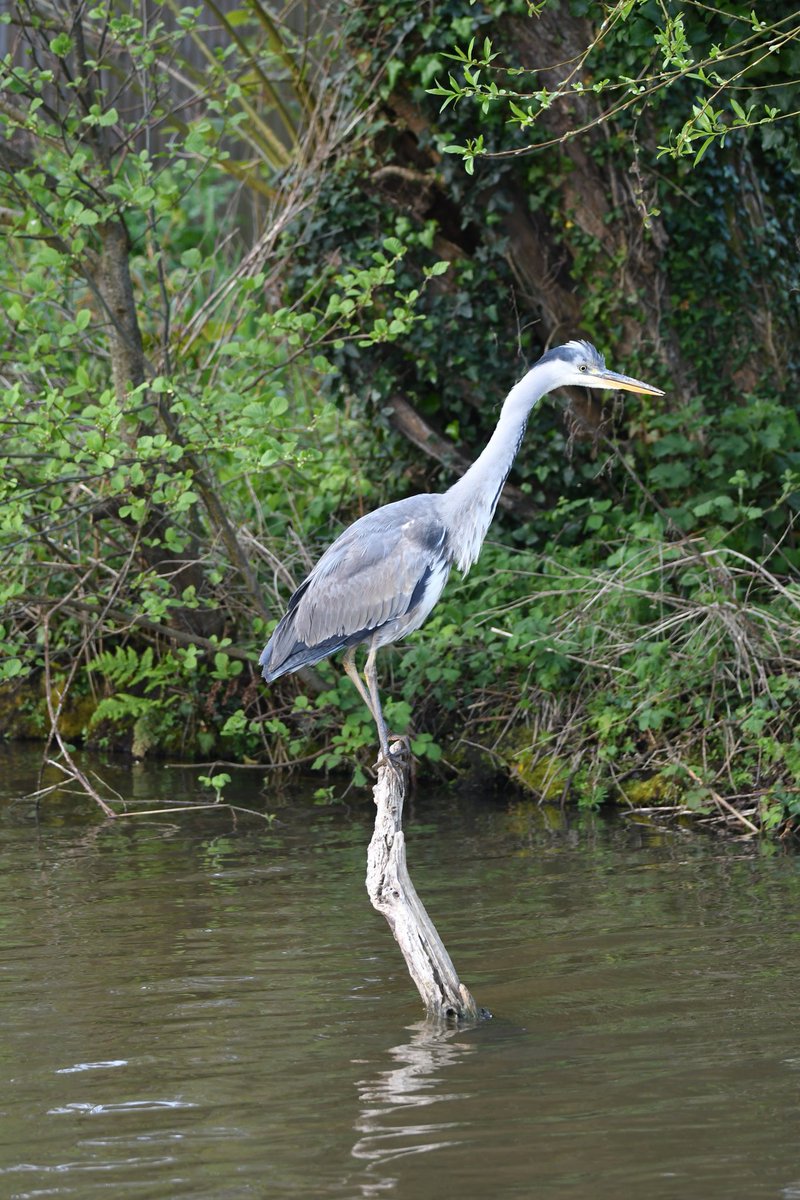 nealesmithworld's tweet image. Grey Heron 
Bude Cornwall 〓〓
#Bude #Cornwall 
#GreyHeron