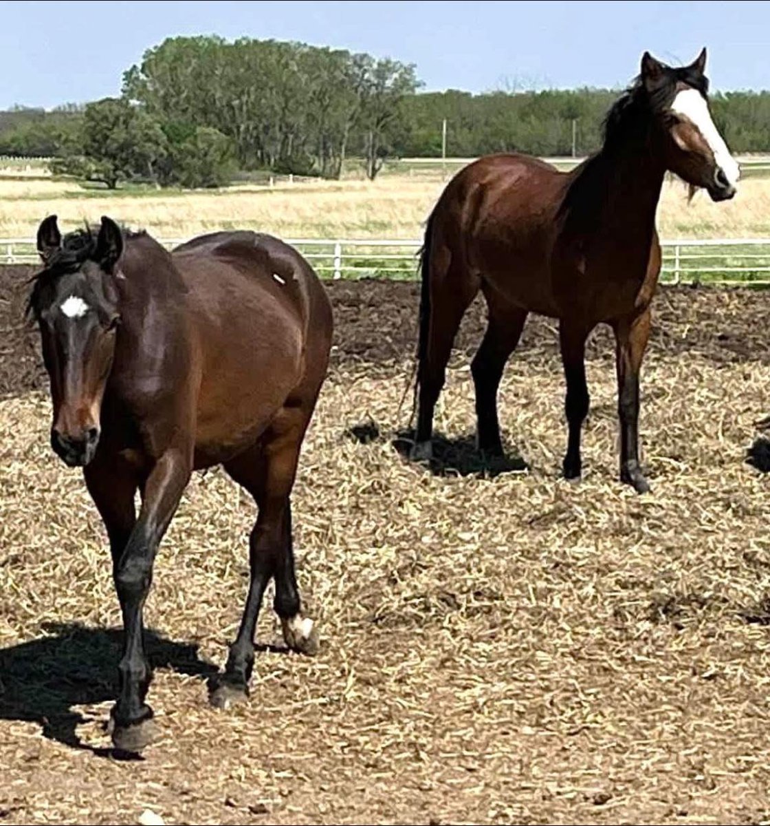 WildCorp's tweet image. Last Plea tonight Great News the match has been met for the 2 mustangs &amp;amp; burro now on to the 10 mustangs We have another Angel Donor match for $3265 We are so much closer than a few hours ago Can we get this done by TOMORROW? paypal.com/donate/?hosted… venmo.com/u/SaveourWildH…