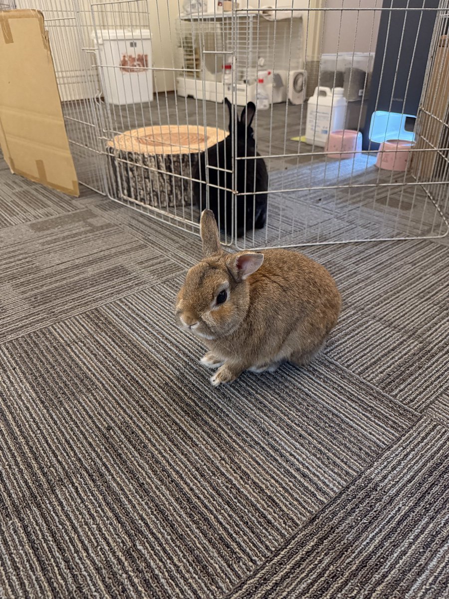 くろいうさぎたち🐰 tweet media