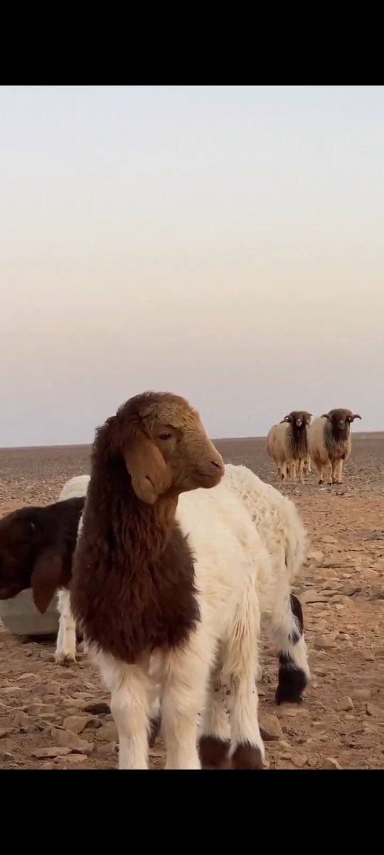 فيصل السبيعي tweet media