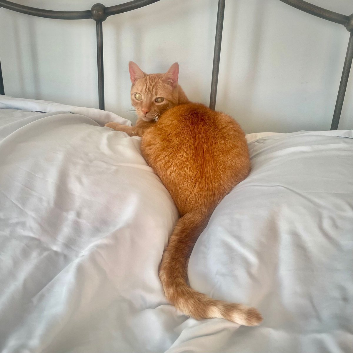 HappyPlaceGang's tweet image. PILLOW PAWSITION - It was incredibly windy. We had our power flicker rapidly then it finally went out. Twinkle lay between our pillows in the purrfect pose by artfully draping her body over the contours of her chosen comfy safe place. #cutecat #storm #purrfectwithlightornot
- Mom