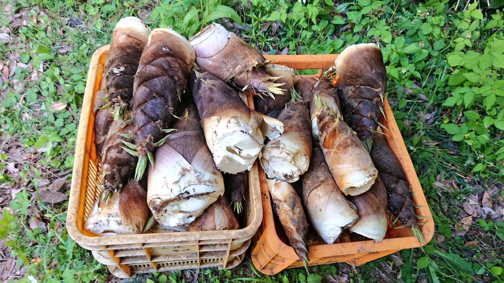 釣り好きオヤジＴ🎣 tweet media