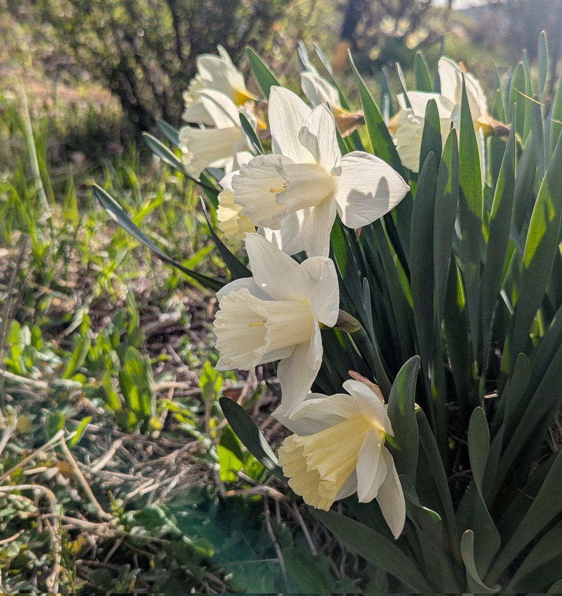 simokaramatsu's tweet image. 今日も自然は輝いています✨
壊さないで
#NoWar #Peace
#戦争に反対するお花畑の会