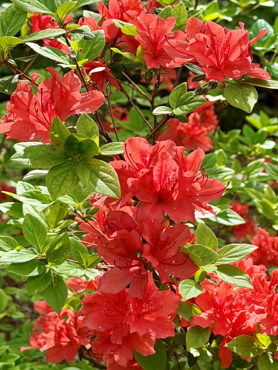 While most of the #azaleas in the #TonogayatoGardens are