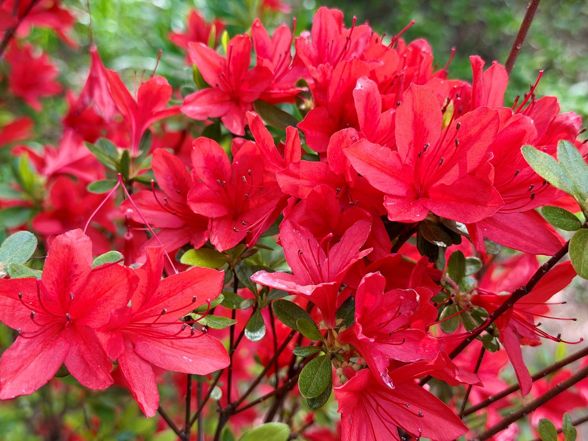 While most of the #azaleas in the #TonogayatoGardens are