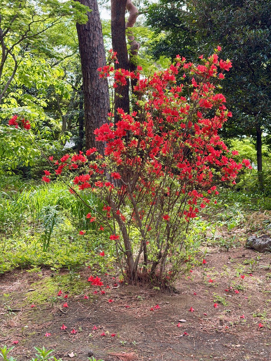 パシフィックレッドダイド 専用苗 While most of the #azaleas in the #TonogayatoGardens are