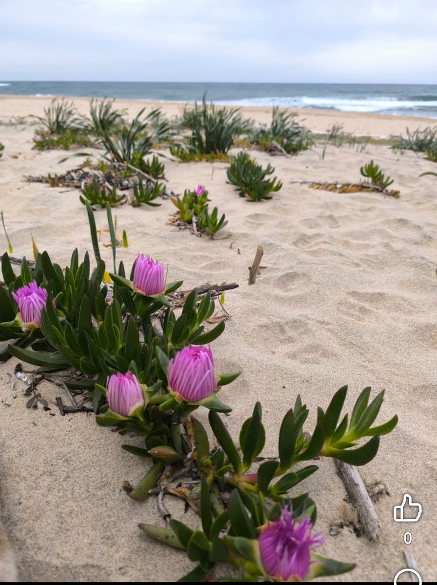 Iside Mura tweet media