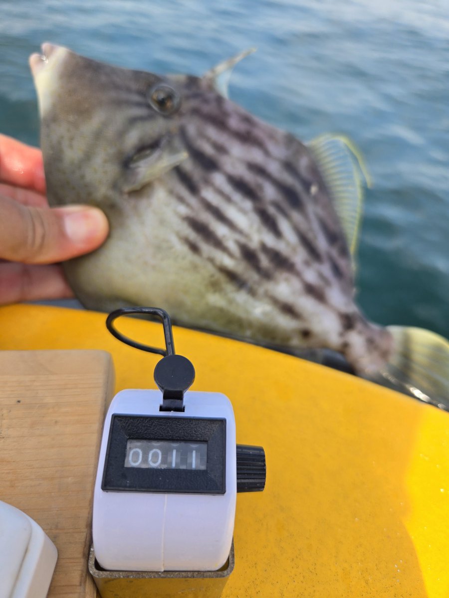 Ryota@カワハギ大好きマン tweet media