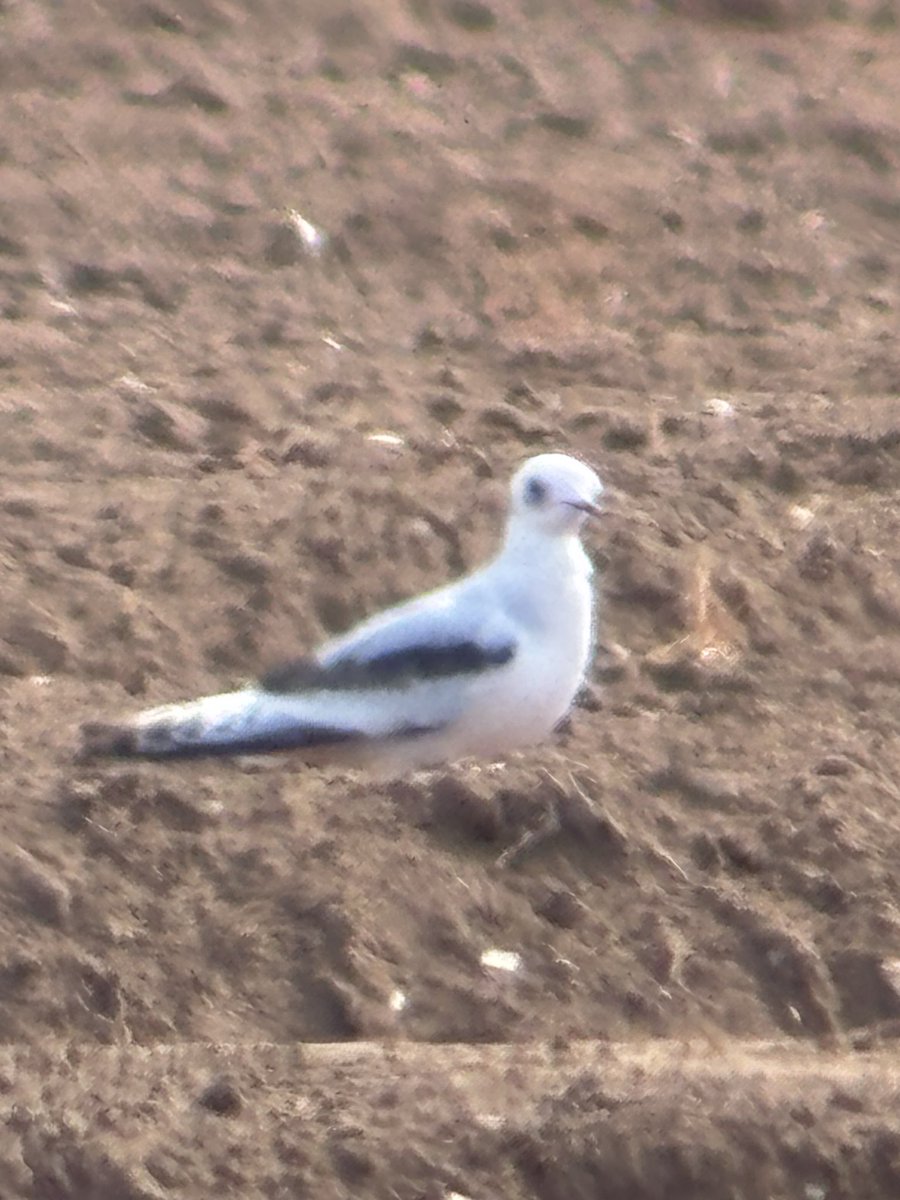 sachab71's tweet photo. Blurry phone shot of the beautiful, and dainty, 1st yr Ross’s Gull - Thornham yesterday- only my 2nd, following an adult many years ago! Nice to see so many birders enjoying the good views in the afternoon sunshine. https://t.co/BCGOpv3N0h