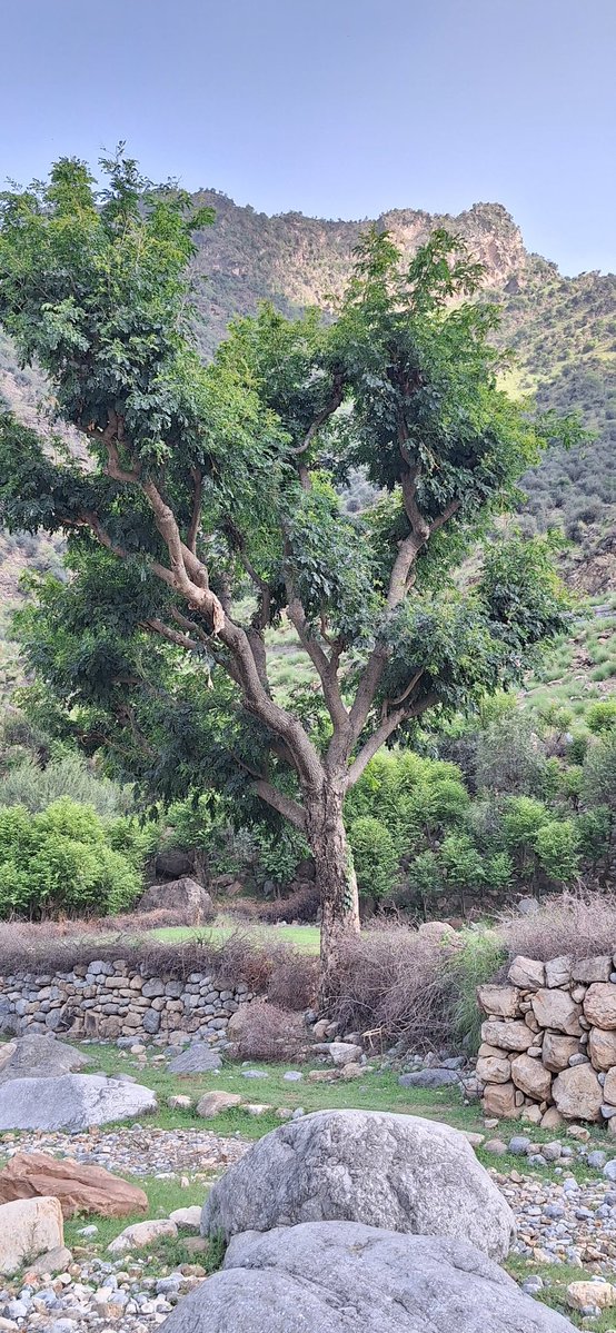 Shakirlamar's tweet image. اې الله! 🌸
موږ ته د دعا غوښتلو سلیقه نه راځي، خو ستا در نه پرېږدو.
زموږ د دعاوو کمی مه ګوره، زموږ پر تا باور قبول کړه
او زموږ حاجتونه پوره کړه.

آمین یا ربّ العالمین 🤲
#photography #Drazinda #Photos