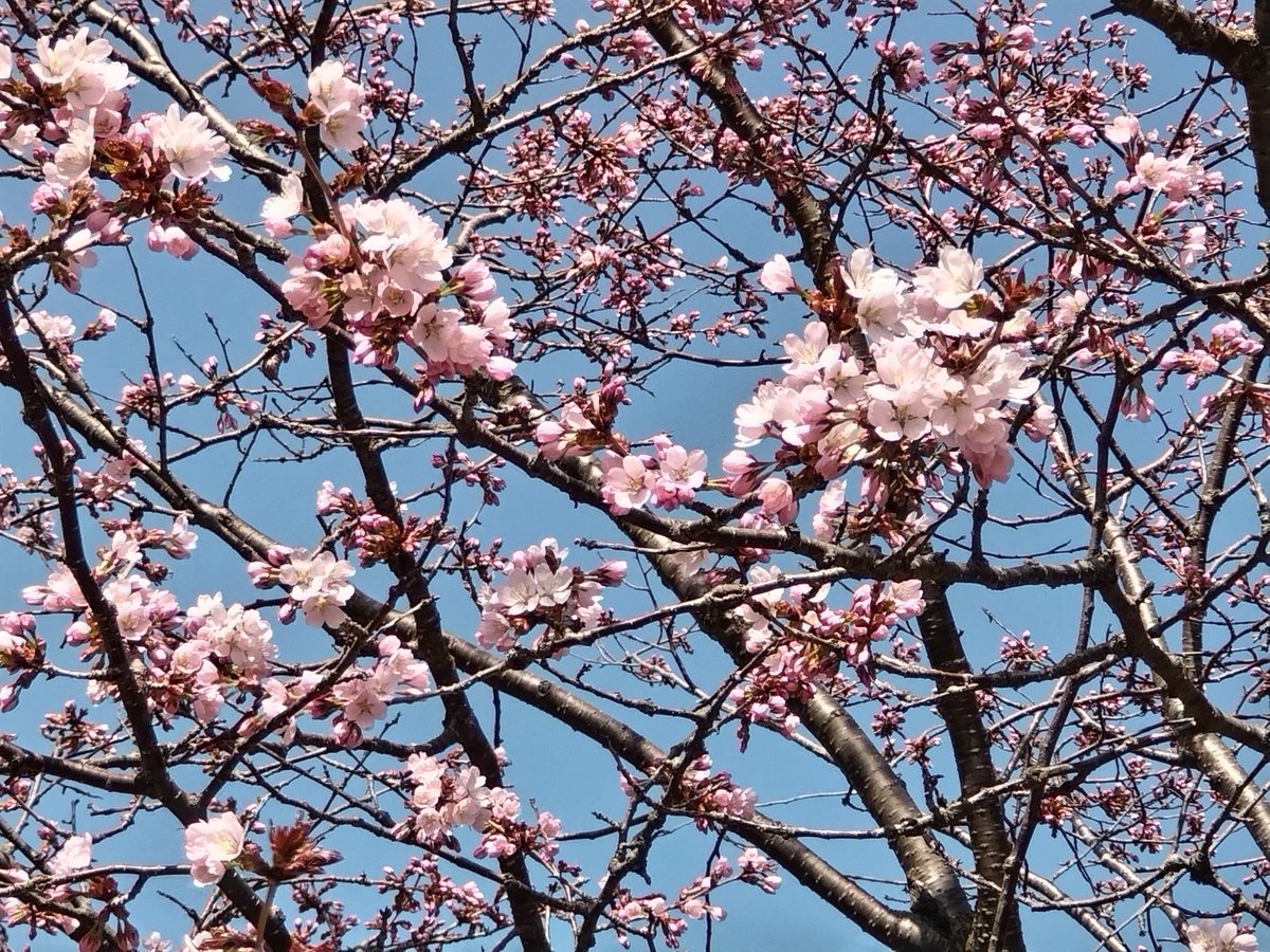sakarin_s's tweet photo. https://t.co/Kp6i1VsEE0