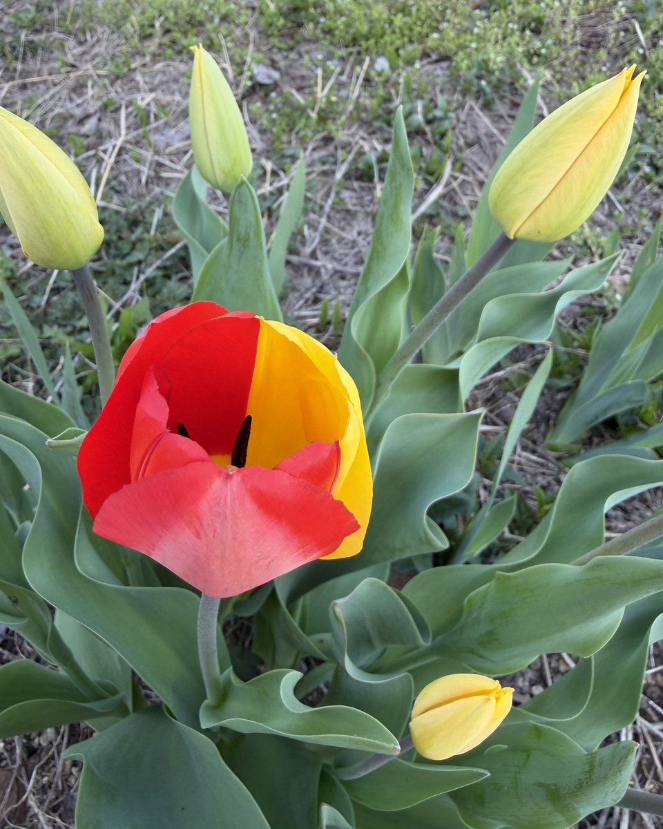 いか🫨くコ:ミ tweet media