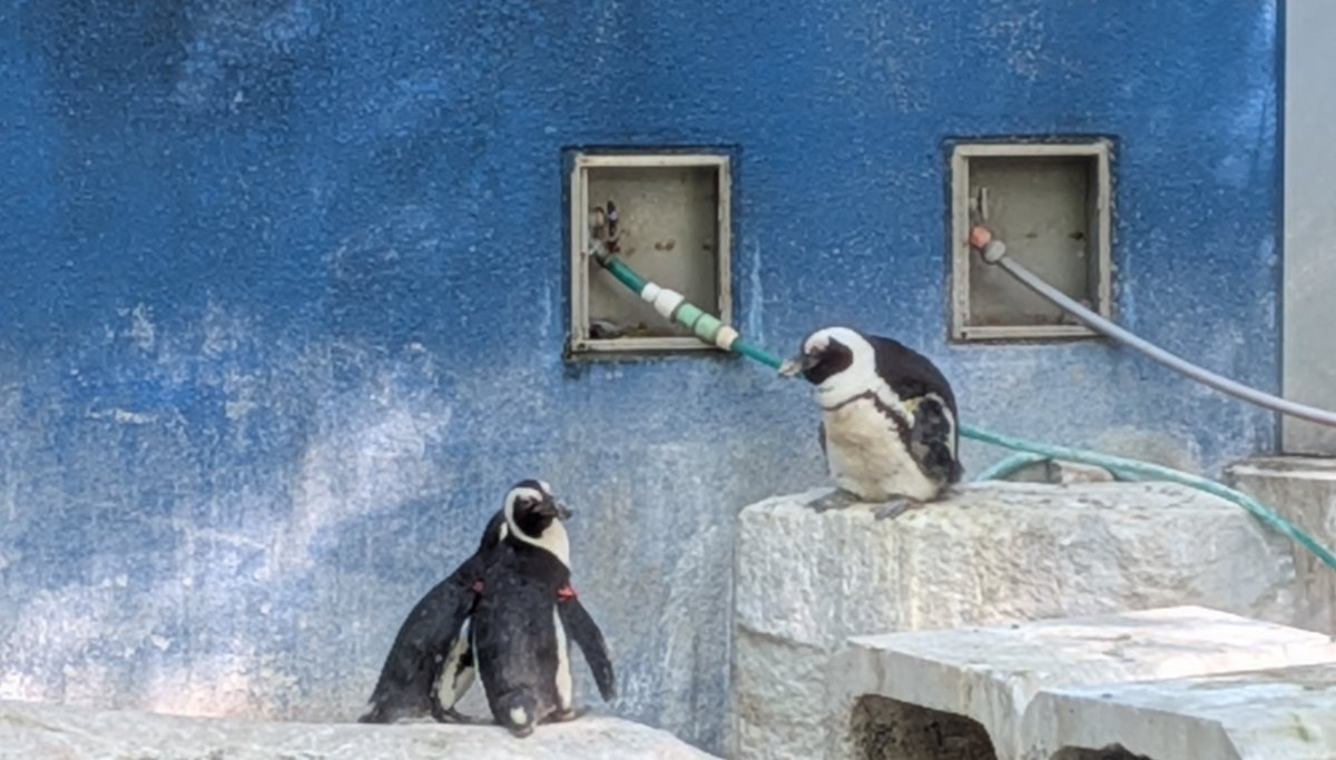 すごく貫禄のあるペンギンさんが🐧
まるでマーくんのよう…🤭