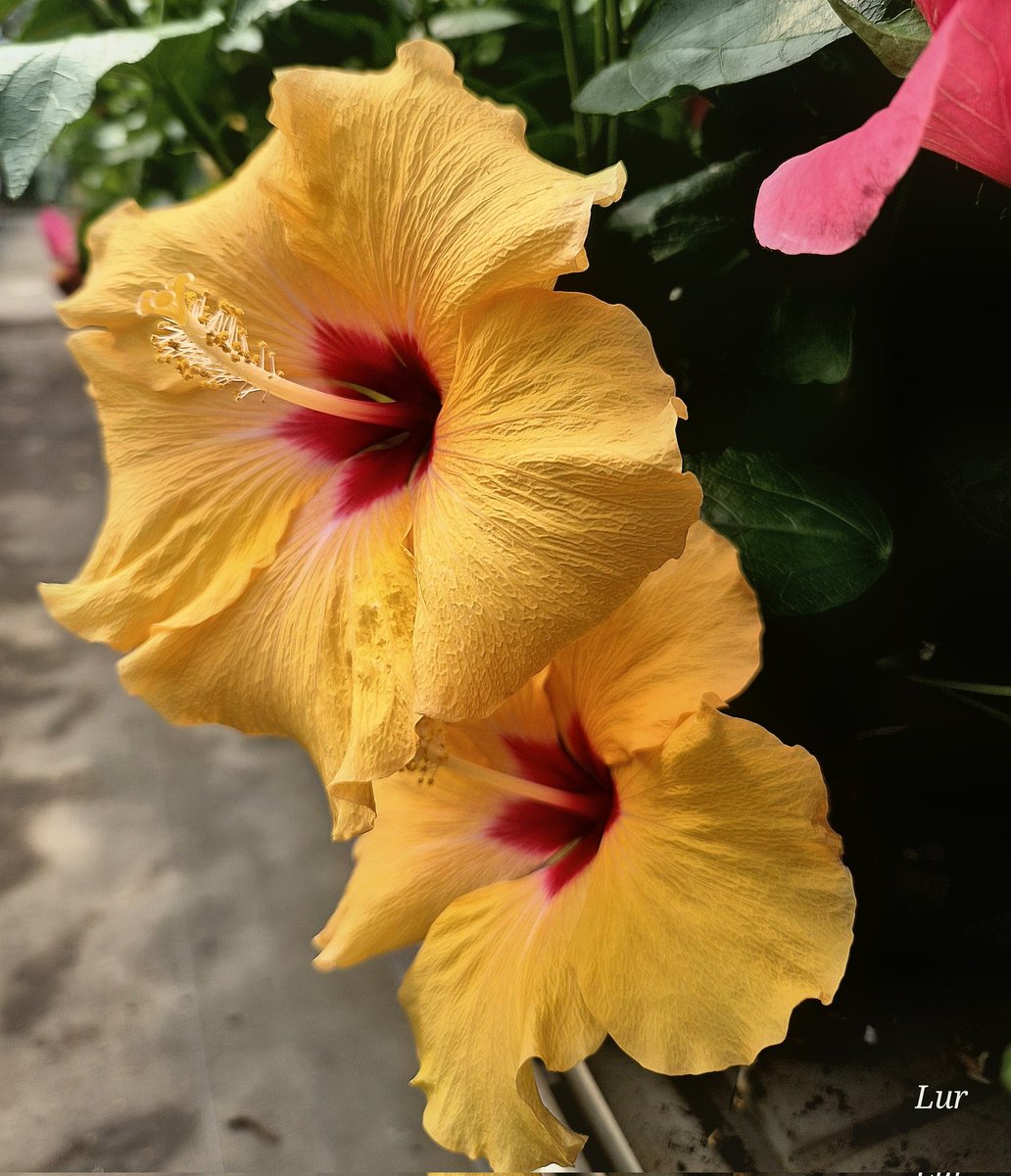 Lula Río tweet media