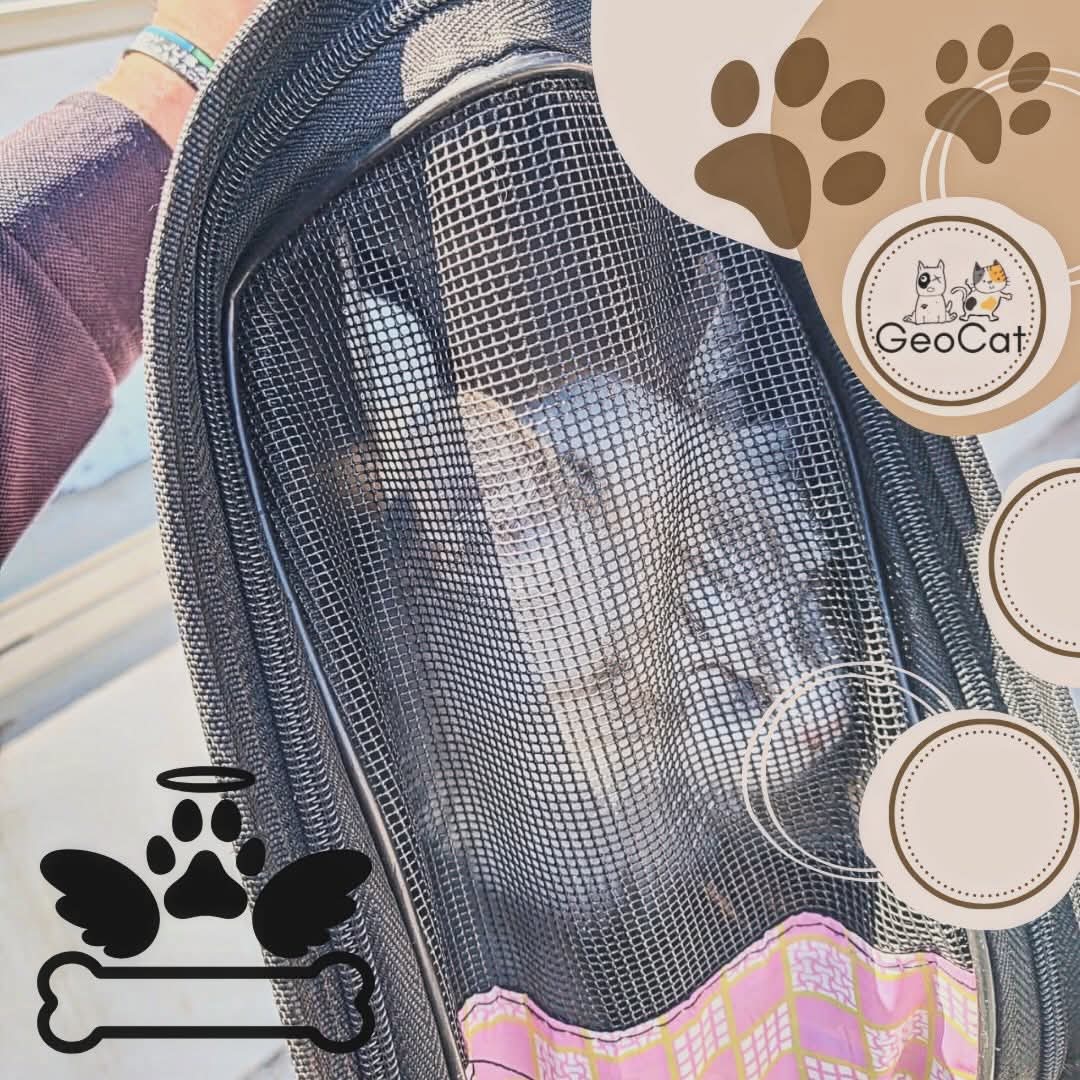 LᎾℬᎯ tweet media