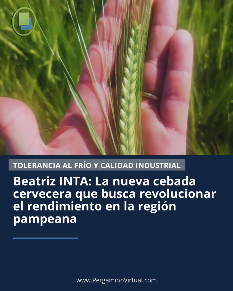 PergaminoVirtu1's tweet image. BEATRIZ INTA: LA NUEVA CEBADA QUE PROMETE MÁS RENDIMIENTO Y MEJOR CALIDAD

El INTA lanzó una variedad con alta productividad, tolerancia al frío y estándares cerveceros que buscan potenciar el cultivo en la región pampeana.

pergaminovirtual.com.ar/amp/beatriz-in…
#INTA #Cebada #AgroArgentino