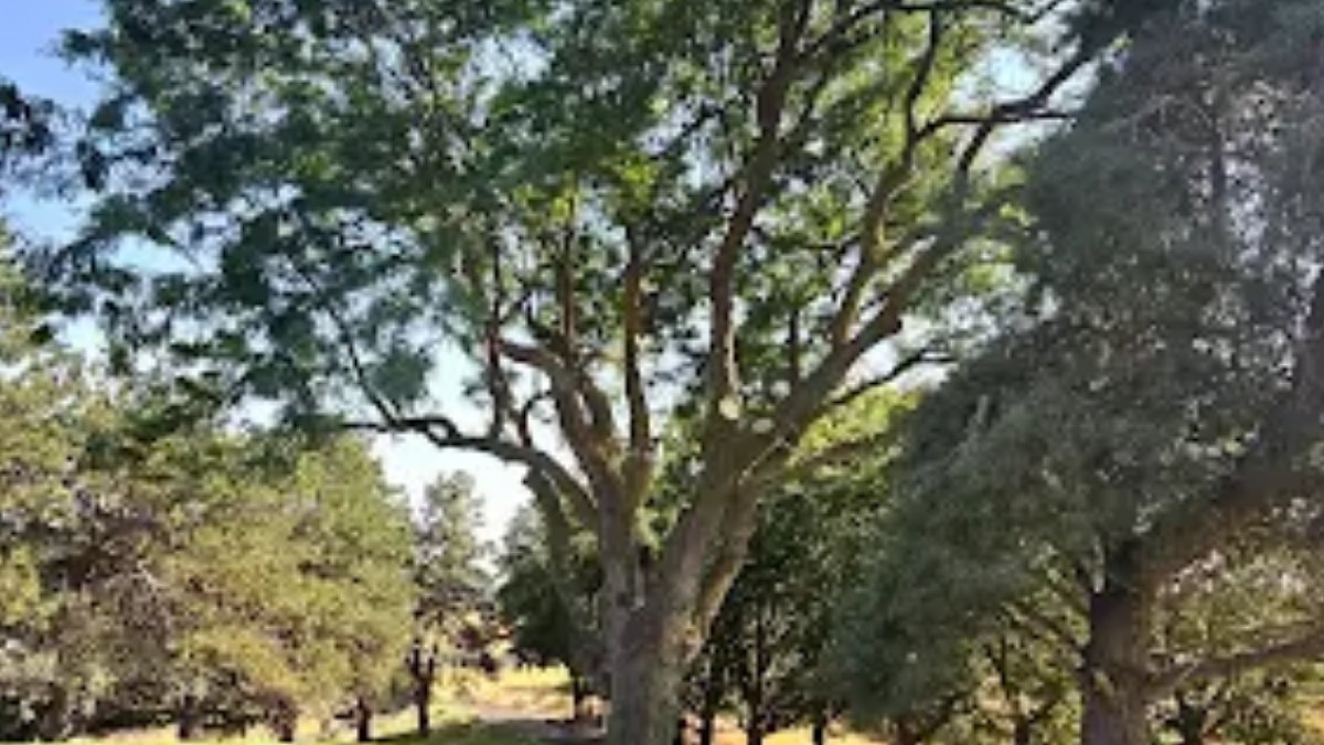 wallawallatree's tweet image. What Is Tree Cabling and When Do You Need It?

Tree cabling helps support weak branches before they snap. It reduces risk and protects your home while keeping the tree strong. Call Usa Tree Service for expert cabling and support solutions.

#TreeCare #HomeSafety