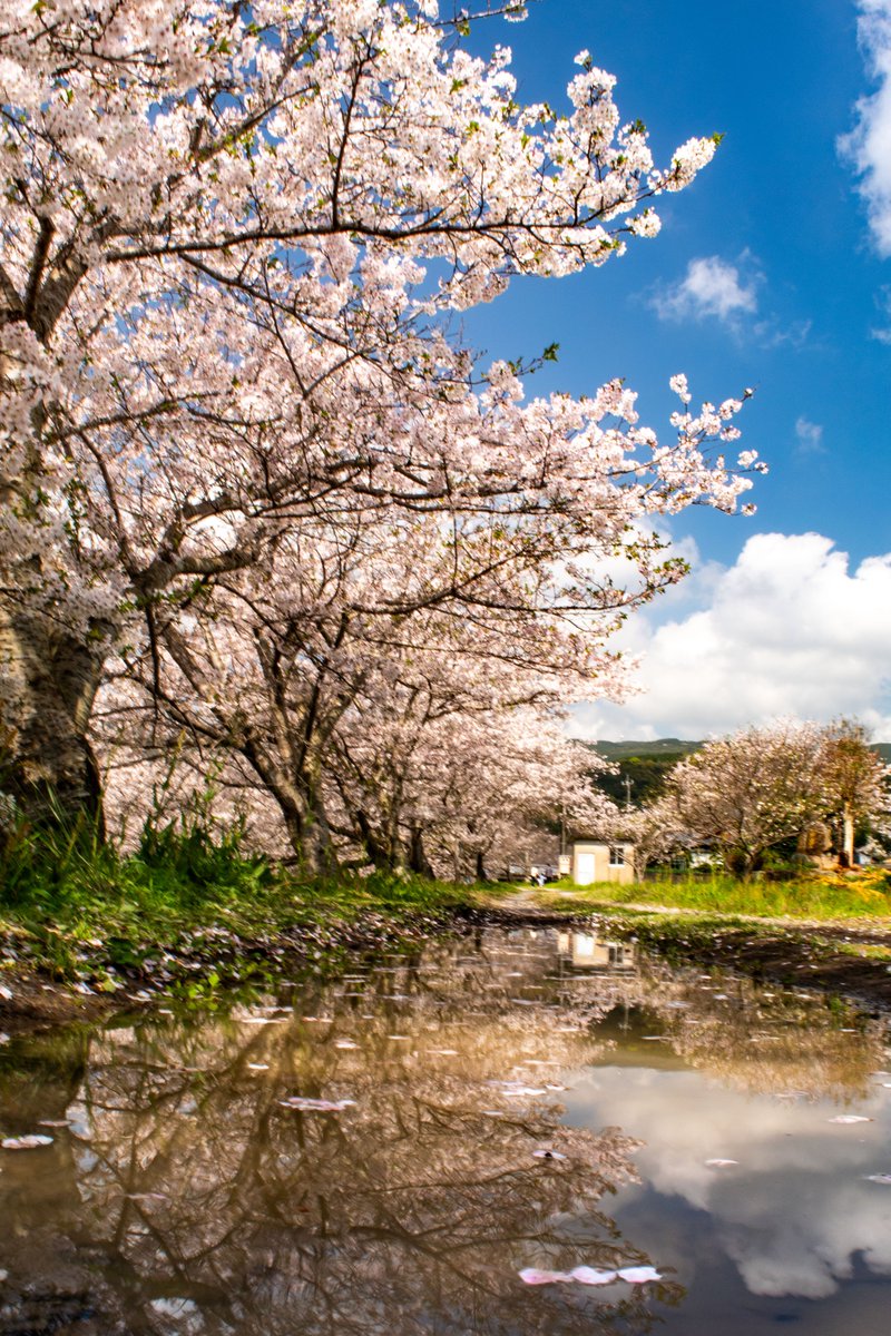 erimatu3's tweet photo. 2026.04.05 琴海戸根川 水たまり×桜
#長崎 #nagasaki #桜 #はなまっぷ #琴海 #戸根川
#写真好きな人と繋がりたい #ファインダー越しの私の世界 #東京カメラ部 #team_jp_
#長崎の変 #とっておき長崎 #nagasaki365 #photocity_nagasaki #nagasakilovers
#GOOPASS
#z5 https://t.co/0Z3LcWk6h2