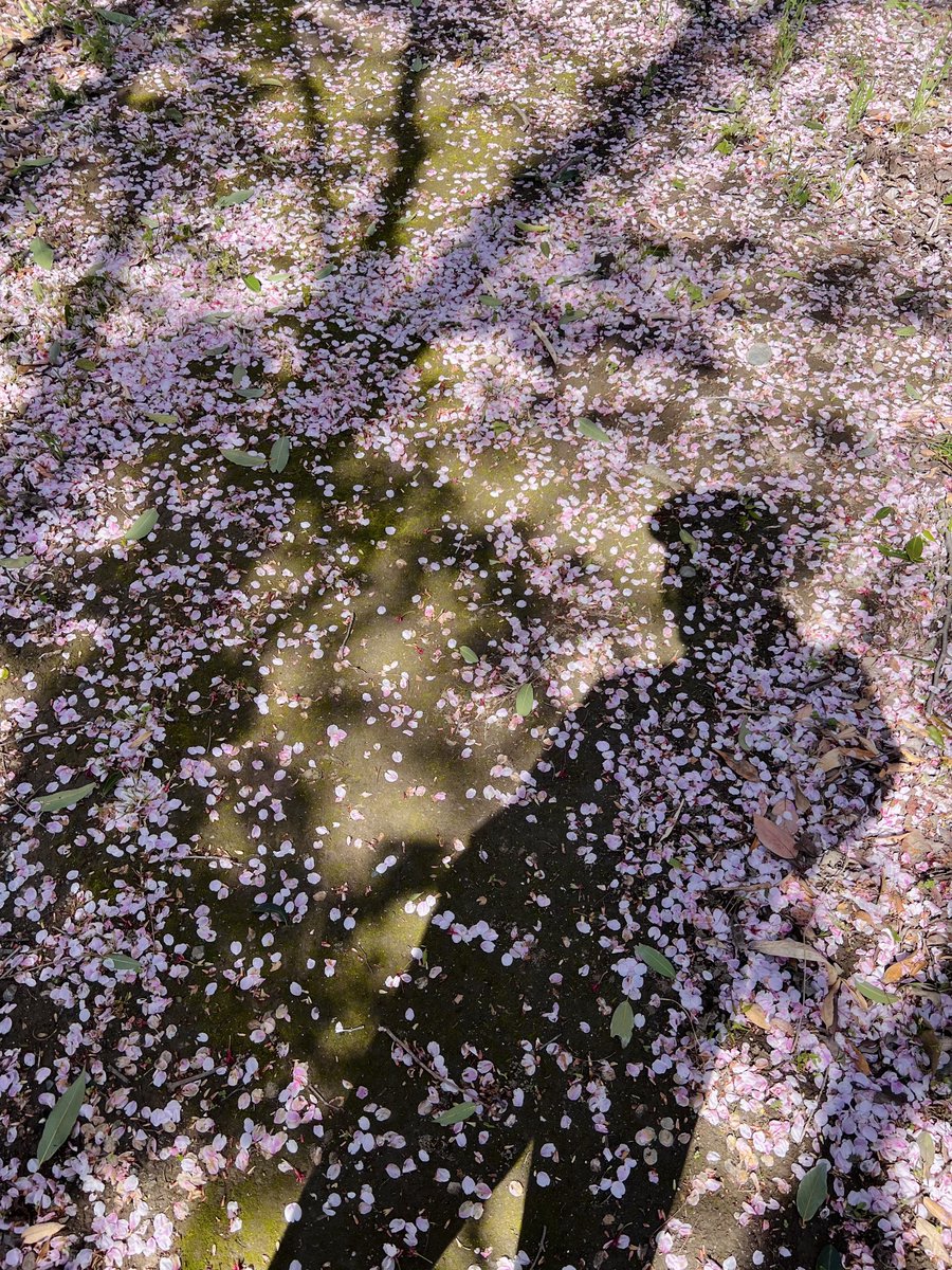 しゅうぞう tweet media