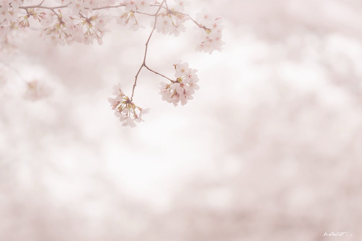 naco__________'s tweet photo. ⚘⠜
　
　花と空のあいだで
　気配は深くなっていく

#桜
#花の記憶
#記憶のしおり https://t.co/4cHNZ3nMqm
